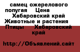 самец ожерелового попугая. › Цена ­ 18 000 - Хабаровский край Животные и растения » Птицы   . Хабаровский край